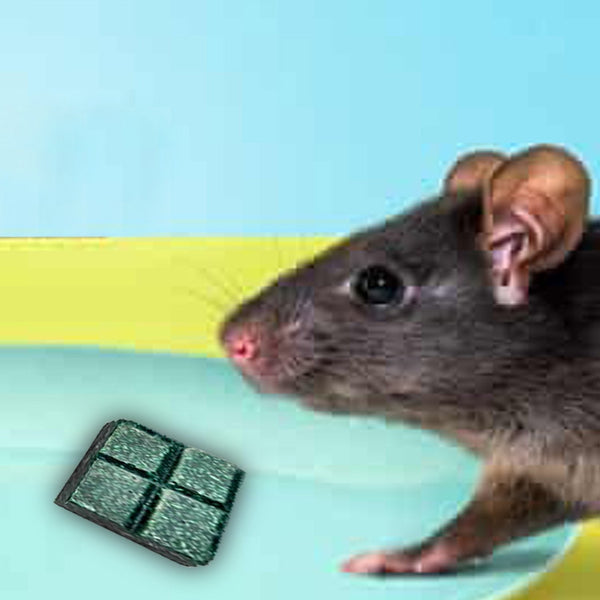 (PCI) Roban the Rat Killer (Brown) Small - Image 5